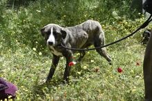 POPPYH, Hund, Mischlingshund in Griechenland - Bild 1
