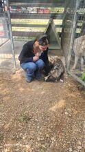 POPPYH, Hund, Mischlingshund in Griechenland - Bild 3
