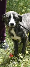 POPPYH, Hund, Mischlingshund in Griechenland - Bild 4