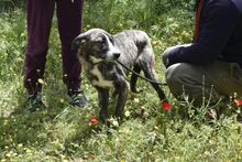 POPPYH, Hund, Mischlingshund in Griechenland - Bild 5