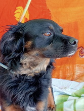 NANDO, Hund, Mischlingshund in Spanien - Bild 1