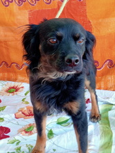NANDO, Hund, Mischlingshund in Spanien - Bild 2