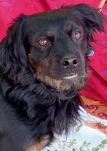 NANDO, Hund, Mischlingshund in Spanien - Bild 3