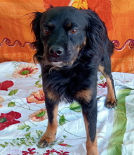 NANDO, Hund, Mischlingshund in Spanien - Bild 4