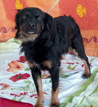 NANDO, Hund, Mischlingshund in Spanien - Bild 5