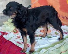 NANDO, Hund, Mischlingshund in Spanien - Bild 6