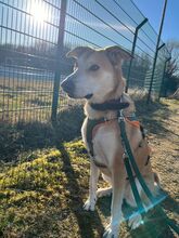 IDA, Hund, Mischlingshund in Attendorn - Bild 2