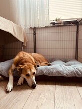 IDA, Hund, Mischlingshund in Attendorn - Bild 3