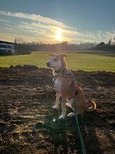 IDA, Hund, Mischlingshund in Attendorn - Bild 4