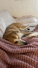 IDA, Hund, Mischlingshund in Attendorn - Bild 5