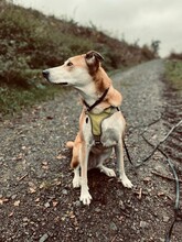 IDA, Hund, Mischlingshund in Attendorn - Bild 6