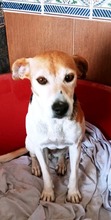SHONA, Hund, Affenpinscher in Spanien - Bild 2