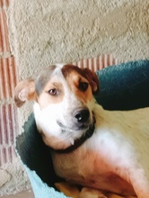 BELLA, Hund, Mischlingshund in Spanien - Bild 2