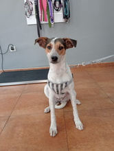 BELLA, Hund, Mischlingshund in Spanien - Bild 3
