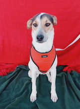 BELLA, Hund, Mischlingshund in Spanien - Bild 6