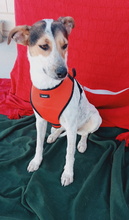 BELLA, Hund, Mischlingshund in Spanien - Bild 7