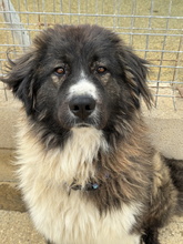 DALILA, Hund, Rumänischer Schäferhund in Spanien - Bild 1