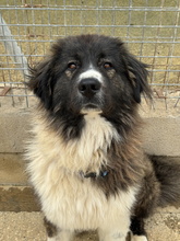 DALILA, Hund, Rumänischer Schäferhund in Spanien - Bild 2