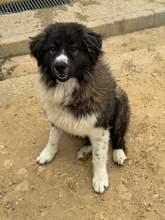 DALILA, Hund, Rumänischer Schäferhund in Spanien - Bild 3