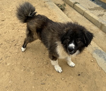 DALILA, Hund, Rumänischer Schäferhund in Spanien - Bild 4
