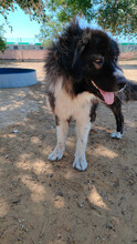 DALILA, Hund, Rumänischer Schäferhund in Spanien - Bild 5