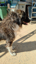 DALILA, Hund, Rumänischer Schäferhund in Spanien - Bild 6