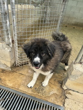 DALILA, Hund, Rumänischer Schäferhund in Spanien - Bild 9