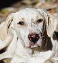 PIPPA, Hund, Mischlingshund in Italien - Bild 1