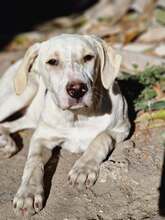 PIPPA, Hund, Mischlingshund in Italien - Bild 2