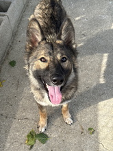 TAYSA, Hund, Mischlingshund in Spanien - Bild 2