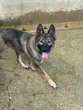 TAYSA, Hund, Mischlingshund in Spanien - Bild 4