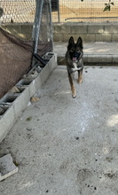 TAYSA, Hund, Mischlingshund in Spanien - Bild 5