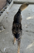 TAYSA, Hund, Mischlingshund in Spanien - Bild 6