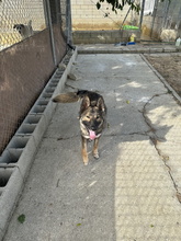 TAYSA, Hund, Mischlingshund in Spanien - Bild 7