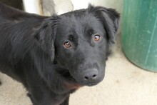 PIA, Hund, Mischlingshund in Rumänien - Bild 1
