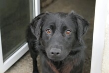 PIA, Hund, Mischlingshund in Rumänien - Bild 2