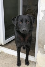 PIA, Hund, Mischlingshund in Rumänien - Bild 3