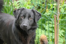 PIA, Hund, Mischlingshund in Rumänien - Bild 4