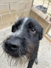 ULISES, Hund, Mischlingshund in Spanien - Bild 1