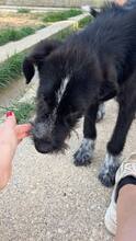 ULISES, Hund, Mischlingshund in Spanien - Bild 2