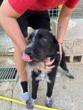 ULISES, Hund, Mischlingshund in Spanien - Bild 3