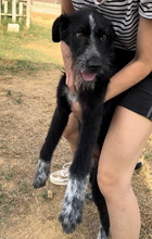 ULISES, Hund, Mischlingshund in Spanien - Bild 5