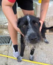 ULISES, Hund, Mischlingshund in Spanien - Bild 6