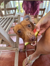 LINA, Hund, Podenco Andaluz in Spanien - Bild 1