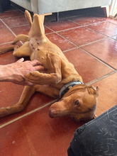 LINA, Hund, Podenco Andaluz in Spanien - Bild 2