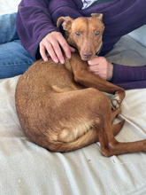 LINA, Hund, Podenco Andaluz in Spanien - Bild 4