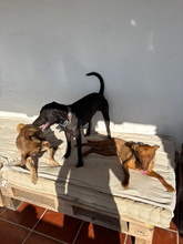 LINA, Hund, Podenco Andaluz in Spanien - Bild 5
