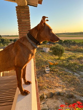 LINA, Hund, Podenco Andaluz in Spanien - Bild 6