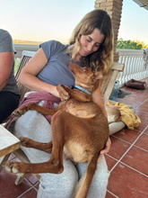 LINA, Hund, Podenco Andaluz in Spanien - Bild 7