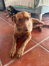 LINA, Hund, Podenco Andaluz in Spanien - Bild 8